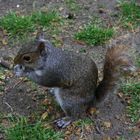 Squirrel in London