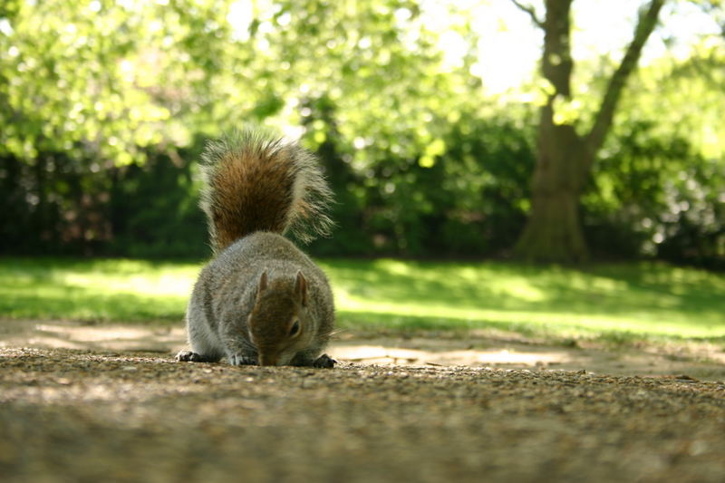 Squirrel in London