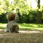 Squirrel in London