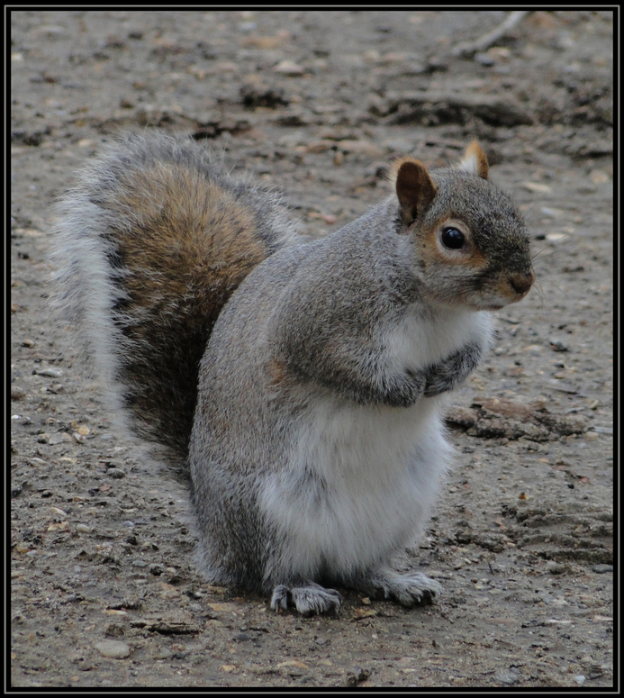 Squirrel in London