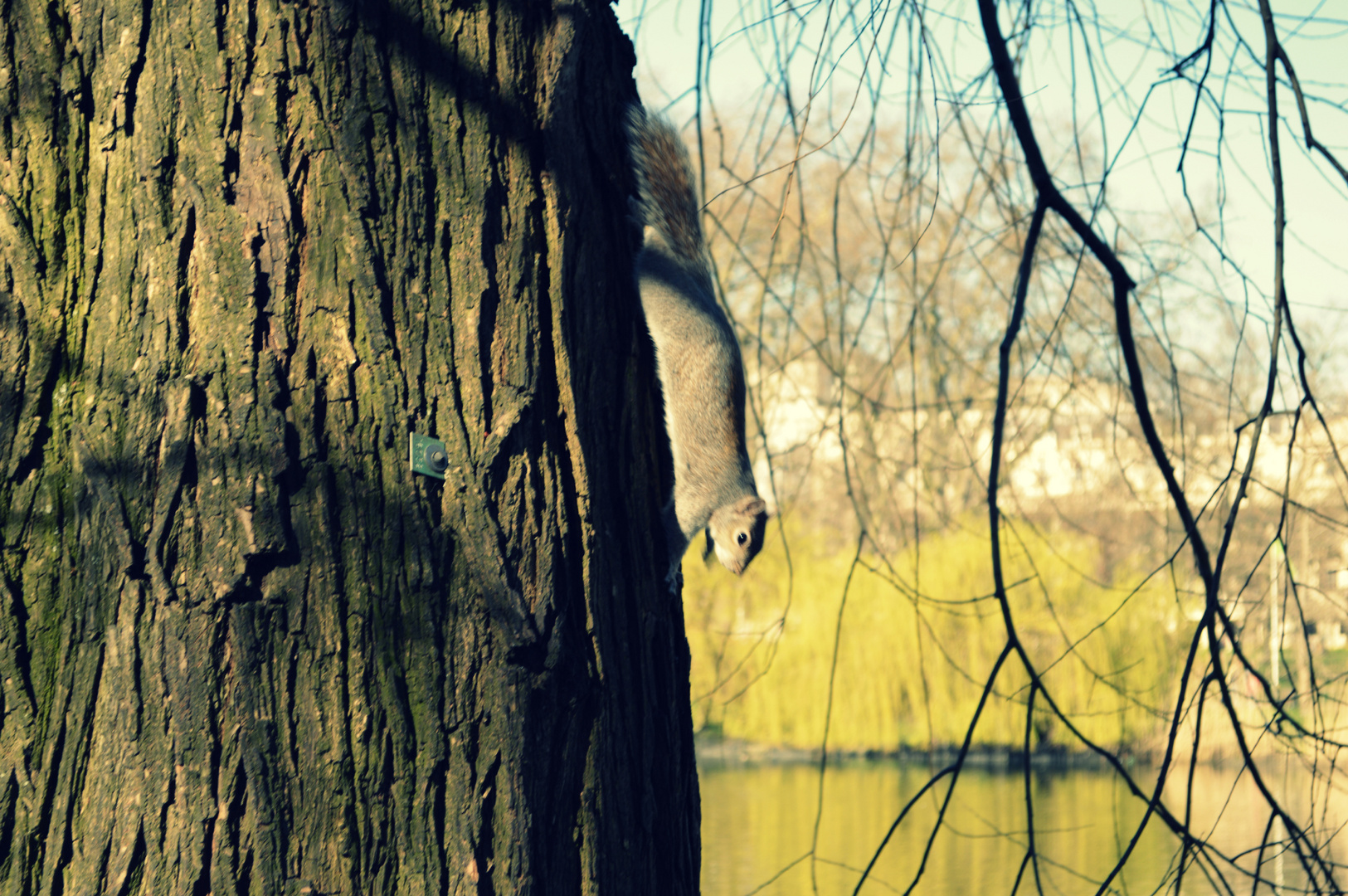 Squirrel in London park