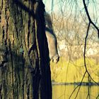 Squirrel in London park