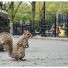 Squirrel in Manhatten