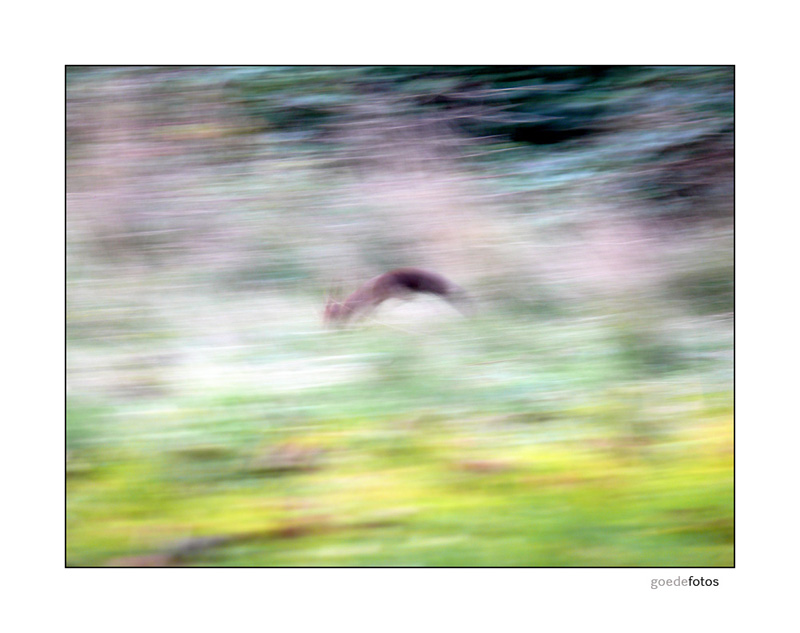 squirrel in motion