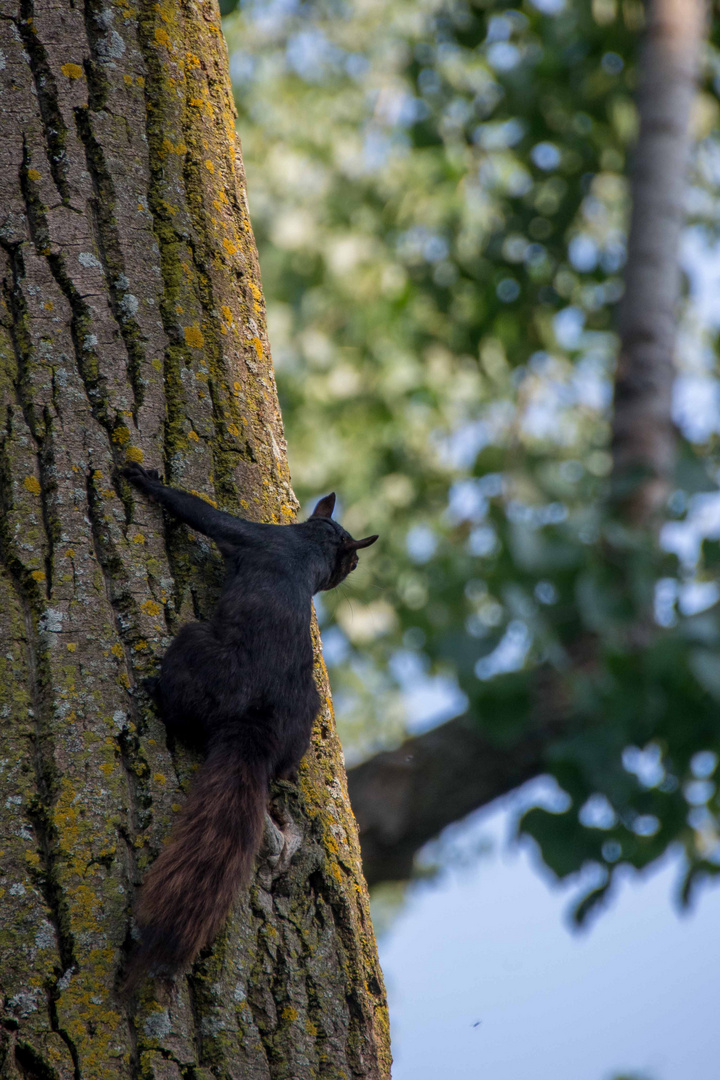 Squirrel in Ottawa