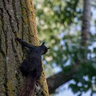 Squirrel in Ottawa