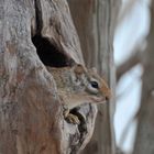 Squirrel in Selous