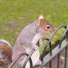 Squirrel in St James Park London