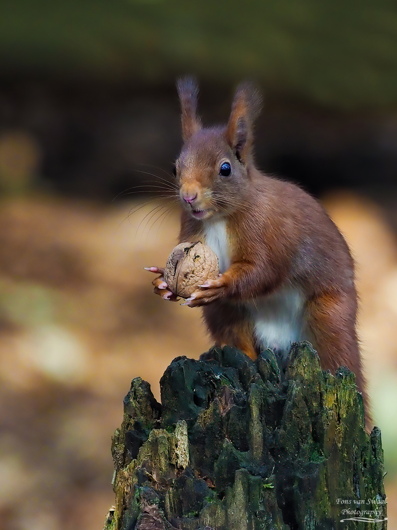 Squirrel in the forest...