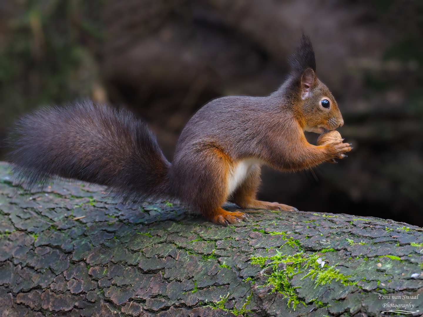 Squirrel in the forest