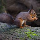 Squirrel in the forest