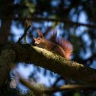 squirrel in the light