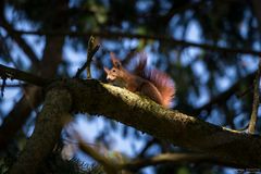 squirrel in the light