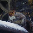 Squirrel in the snow