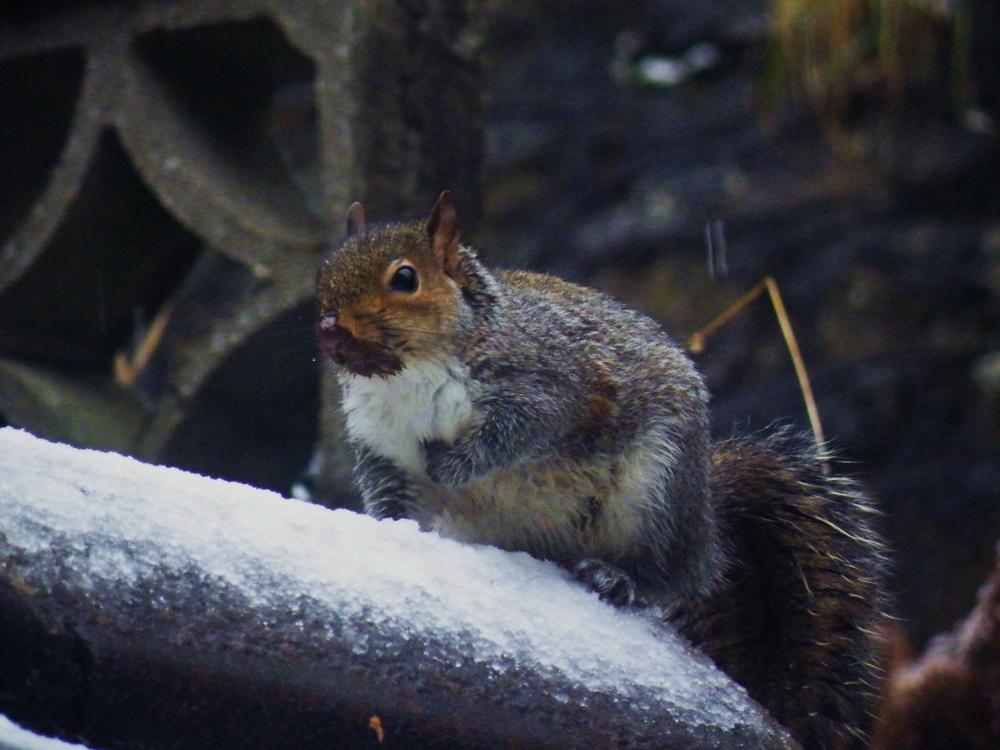 Squirrel in the snow by Jim McSweeney 