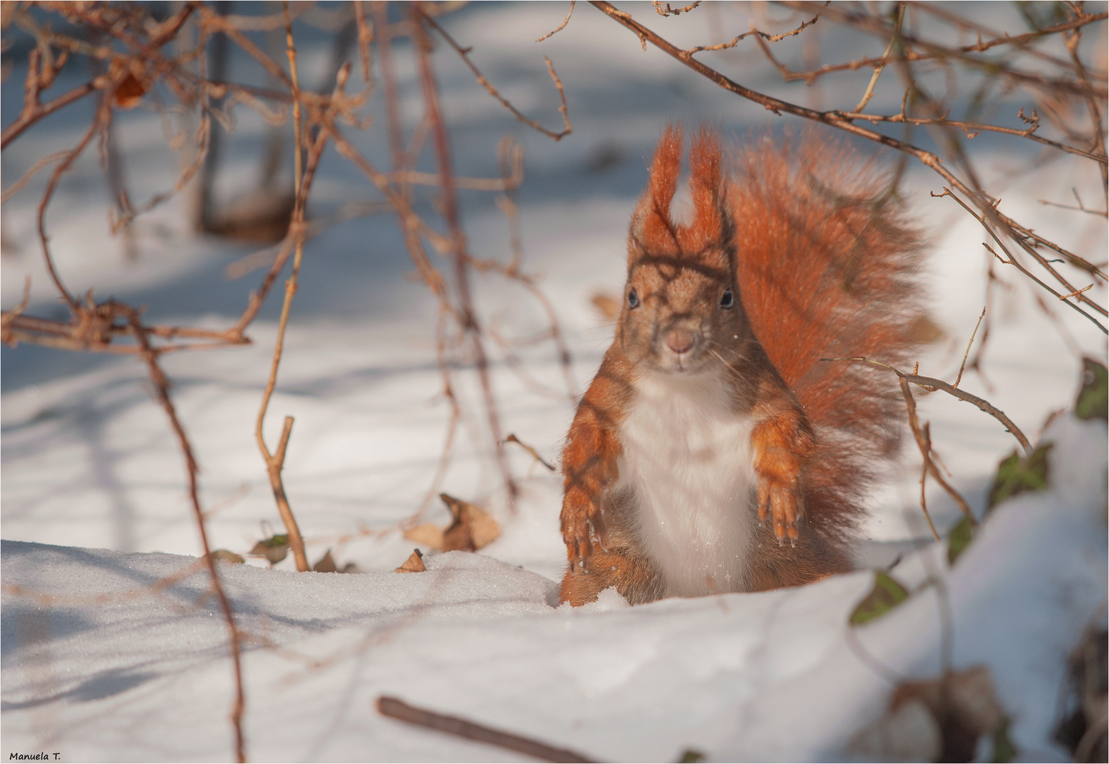 Squirrel in the snow