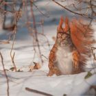 Squirrel in the snow