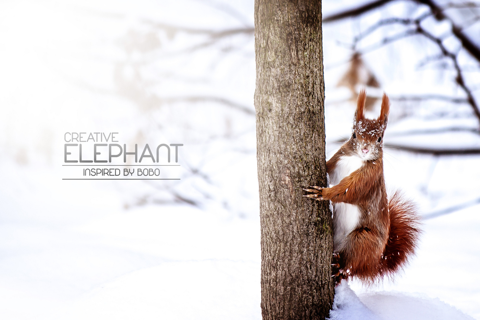 Squirrel in the Snow