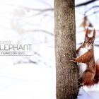 Squirrel in the Snow