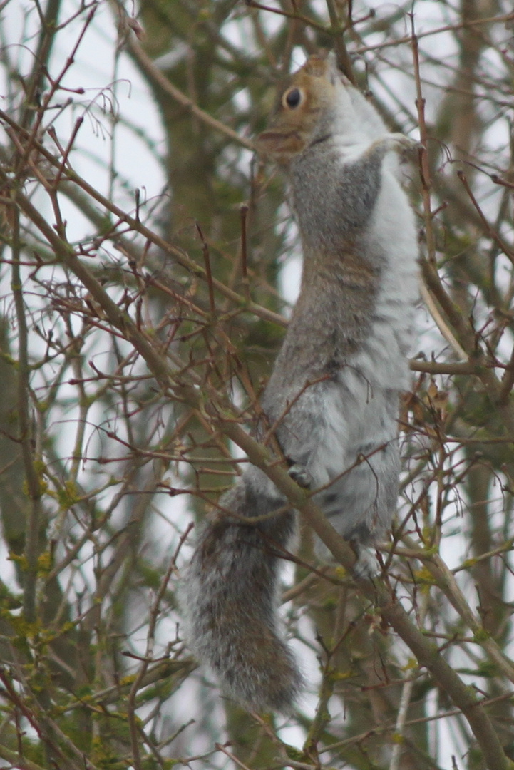 Squirrel in Winter