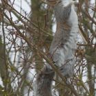 Squirrel in Winter