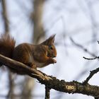 Squirrel in wintercoat