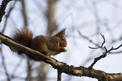 Squirrel in wintercoat