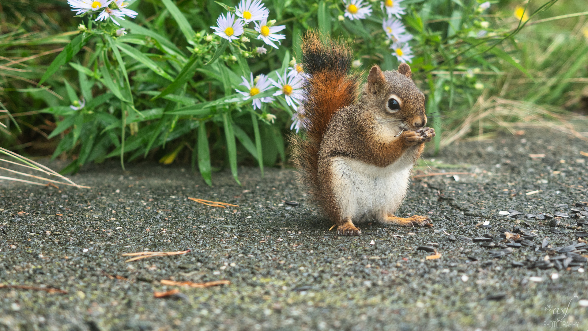 Squirrel, Kanada