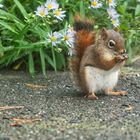 Squirrel, Kanada