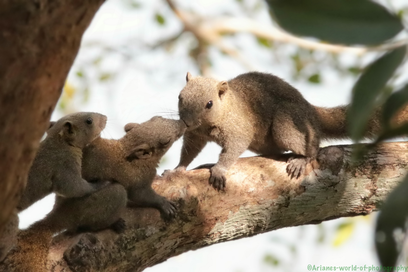 Squirrel Kiss