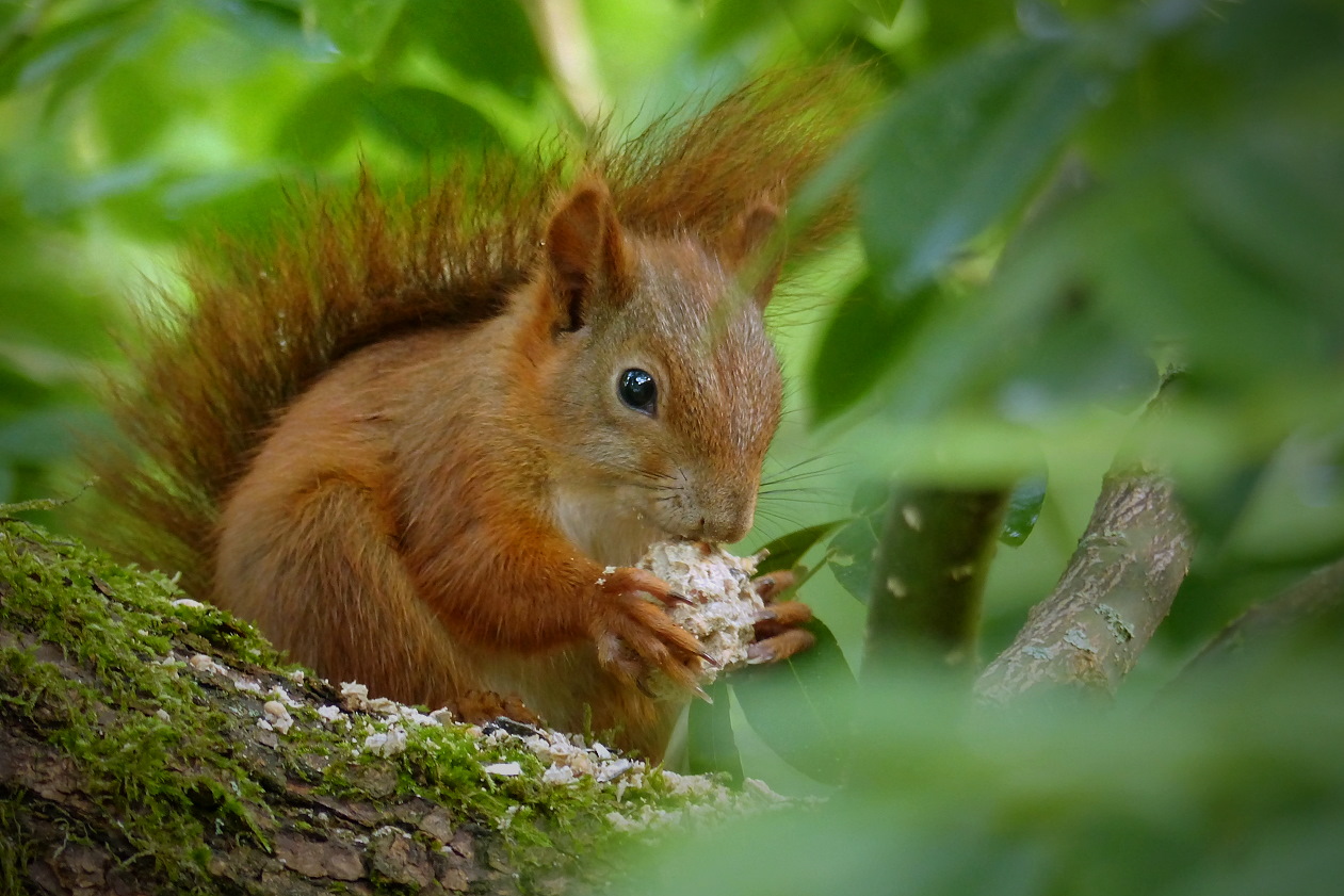 Squirrel kitten Foto & Bild nature, animals, wildlife Bilder auf
