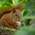 Squirrel kitten