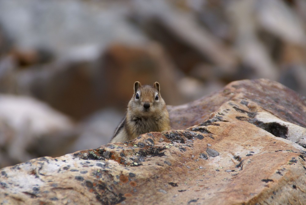 Squirrel (kurzzotteliges)