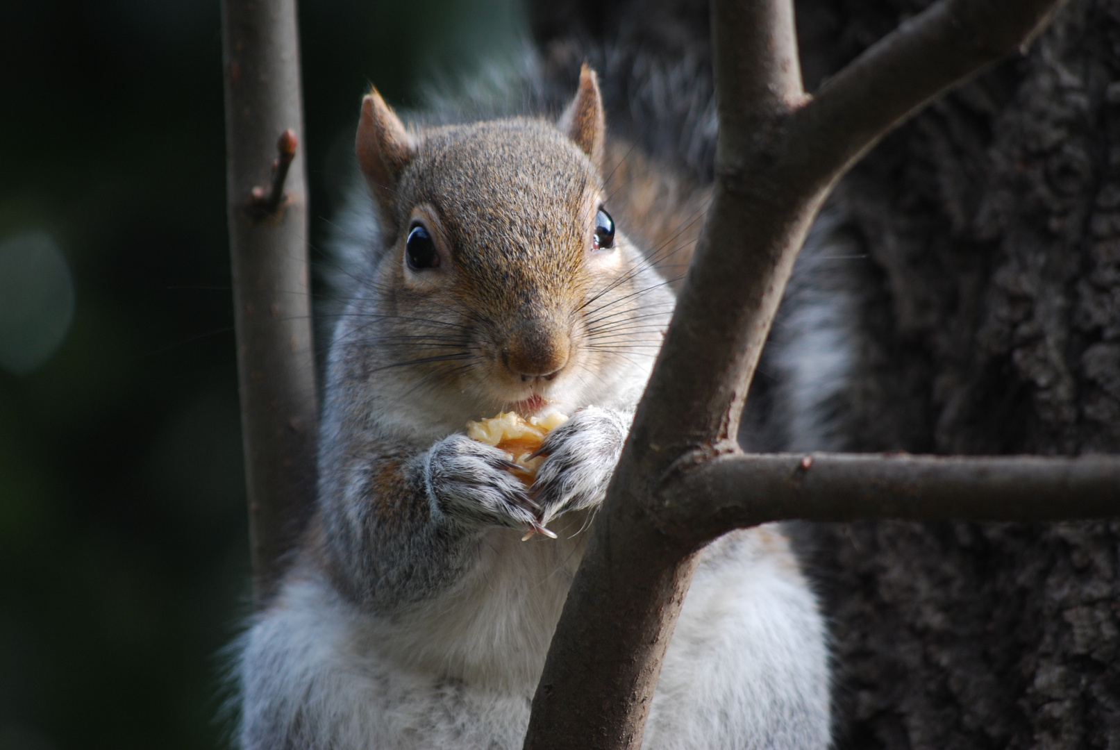 squirrel : lo scoiattolo