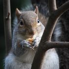 squirrel : lo scoiattolo