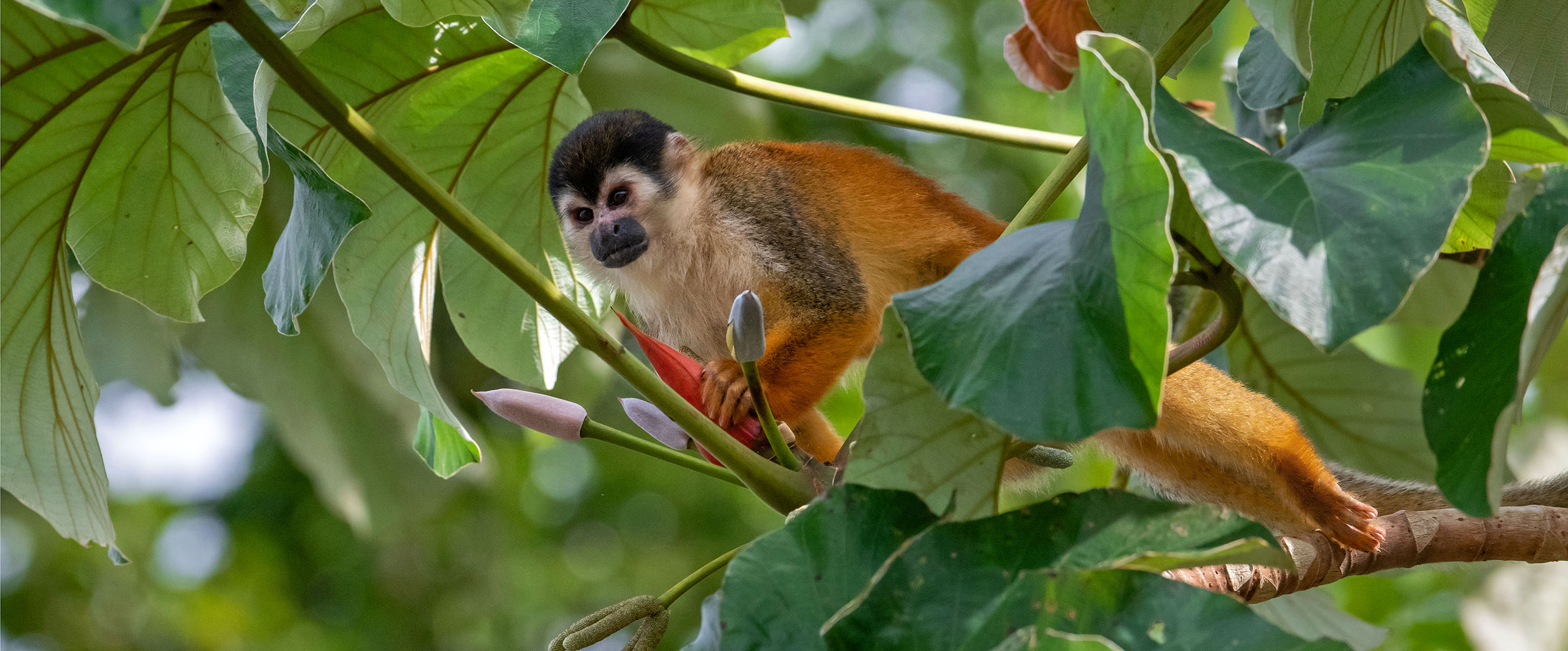 squirrel monkey