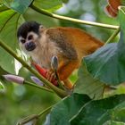 squirrel monkey