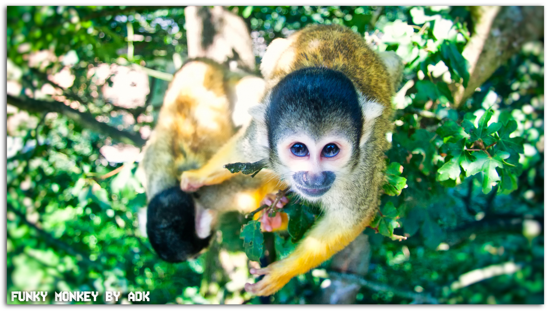 Squirrel monkey - The Funky Monkey