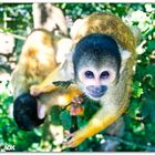 Squirrel monkey - The Funky Monkey