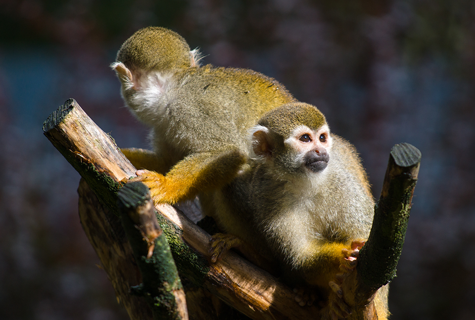 squirrel monkeys