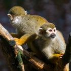 squirrel monkeys