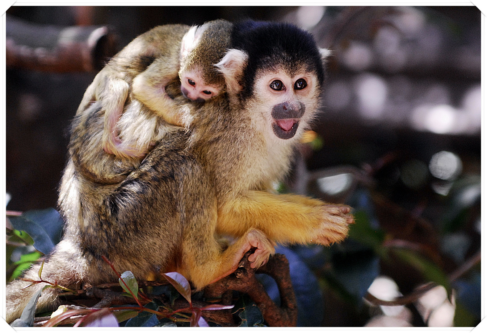 Squirrel Monkeys