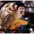 Squirrel Monkeys