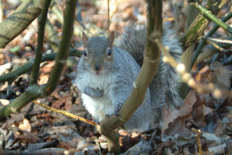 Squirrel - Noch sehr skeptisch