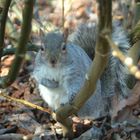 Squirrel - Noch sehr skeptisch