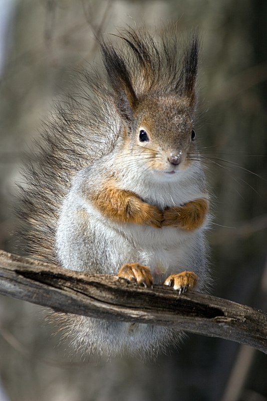 Squirrel on a twig