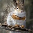 Squirrel on a twig