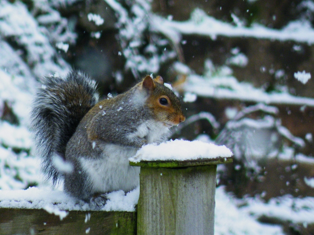 Squirrel on snowy fence