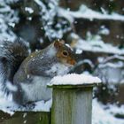 Squirrel on snowy fence