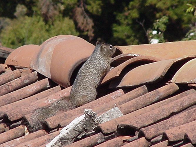 Squirrel On The Roof